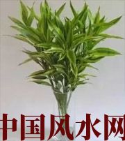 仙桃十二生肖养什么植物最旺财运？你知道吗！